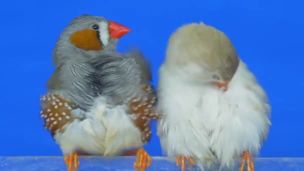 Exotic animals: young zebra finches cleaning fethers — Stock Video
