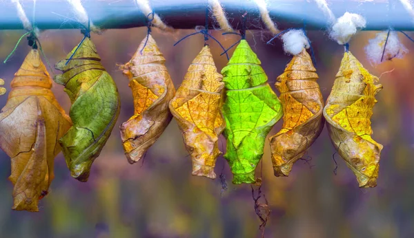 colorfull butterfly cocoons hanging in raw