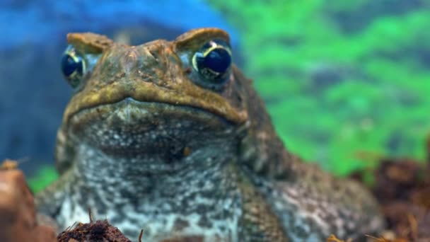 Exotische Tiere: Großer Aga-Frosch aus nächster Nähe — Stockvideo