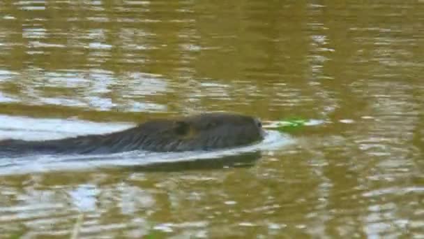 Wildlife animal: wild nutria swimming in bog — Stock Video