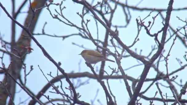 Wildvögel - Nachtigall singt — Stockvideo