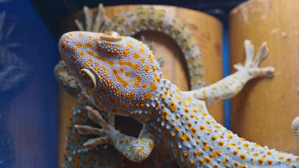 Animaux exotiques : Gecko a mis une jambe sur le voisin — Video