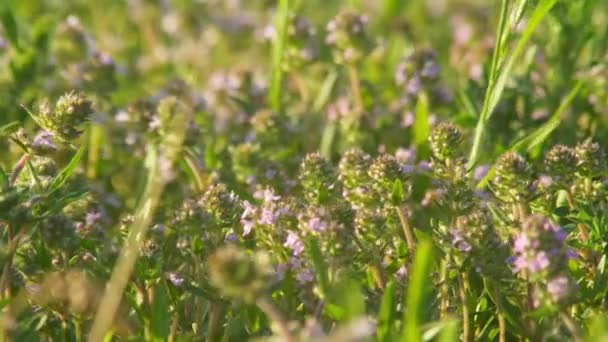 Blommande gräs pengar på vinden — Stockvideo