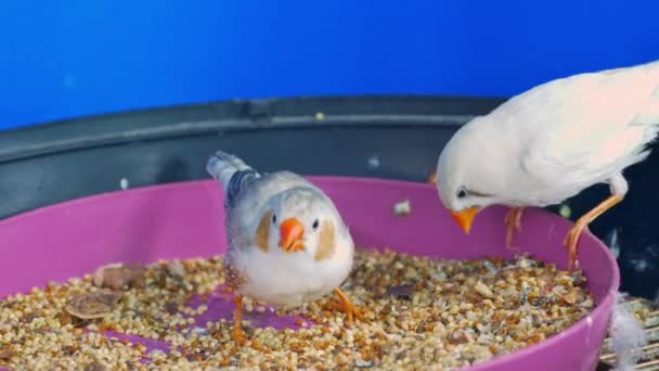 Exotic animals: young zebra finches feeding grain — ストック動画