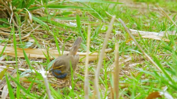 Wildlife birds Europe - bluethroat feeding on the ground — стоковое видео