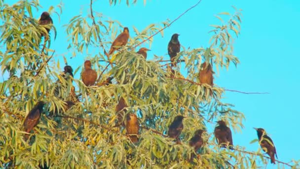Ptaki dzikiej przyrody w Europie: Stado szpaków na drzewie — Wideo stockowe