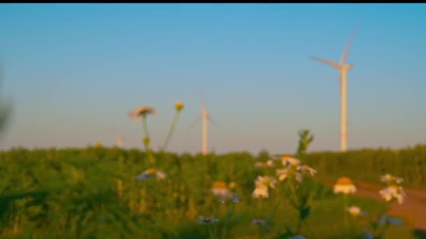 Větrné mlýny a heřmánky zaměření přechod — Stock video