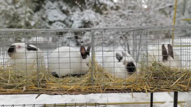 Домінована тварина: білі кролики з чорними вухами в клітині на ринку тварин — стокове відео