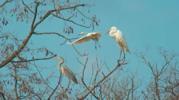 Uccelli della fauna selvatica: Terzo airone è venuto su albero con altri uccelli — Video Stock