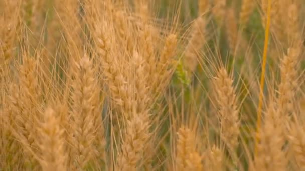 Campo de trigo deslizando sobre o topo das plantas de trigo — Vídeo de Stock
