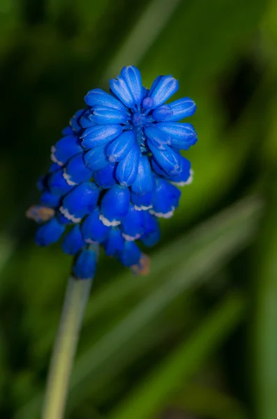 Primi fiori — Foto Stock