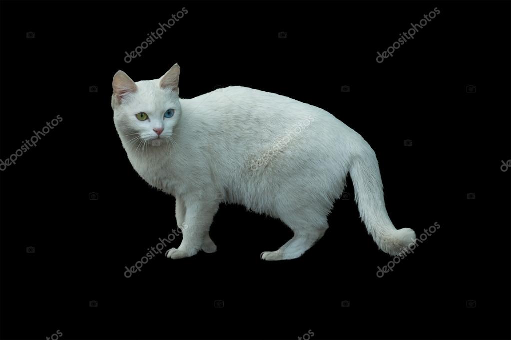 Chat Albinos Image Libre De Droit Par Foxovsky85 C