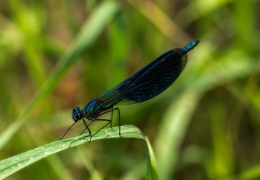Otların üzerinde yusufçuk