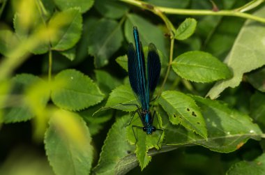 Yaprağın üzerinde yusufçuk
