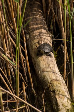 küçük kaplumbağa