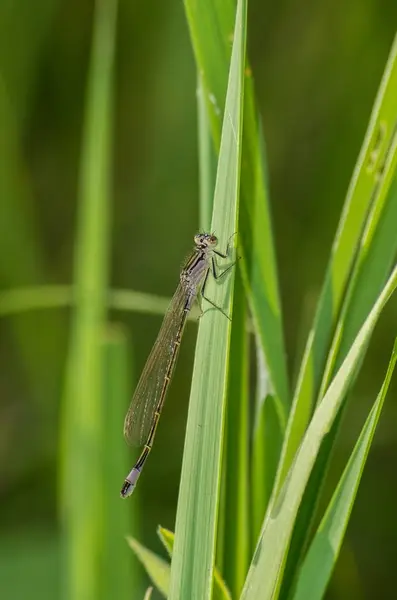 Libellule sur l'herbe — Photo