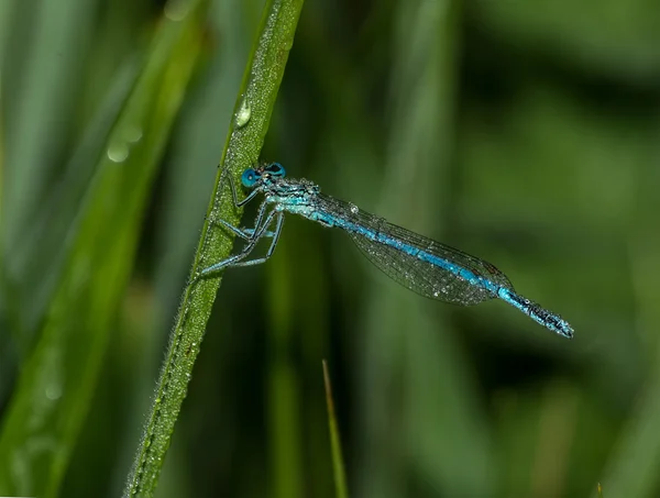 Dragonfly στο φύλλο — Φωτογραφία Αρχείου