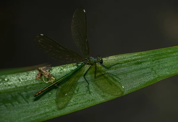 Dragonfly στο φύλλο — Φωτογραφία Αρχείου