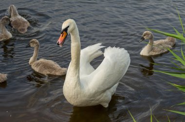 Mother swan protecting her children