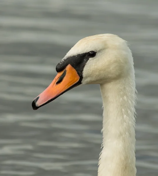 Swans portrit — Stock Photo, Image