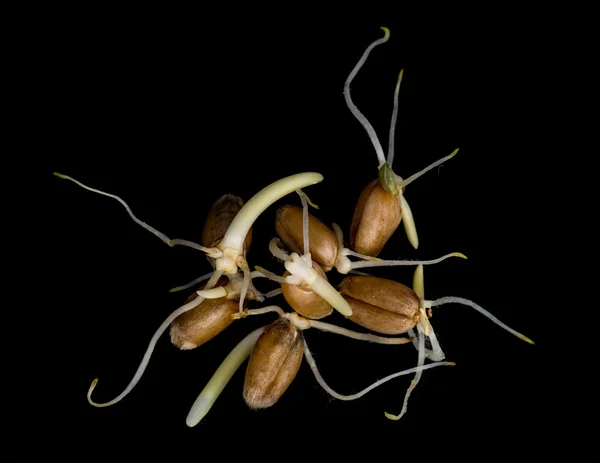 밀 싹 — 스톡 사진