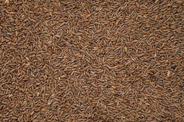 호 밀 곡물 — 스톡 사진