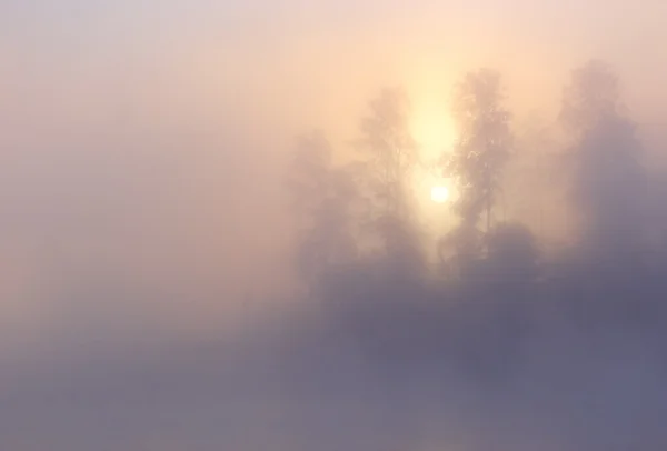 Dimma sunrise träd — Stockfoto