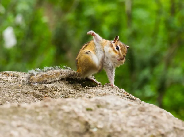 Ardilla divertida. — Foto de Stock