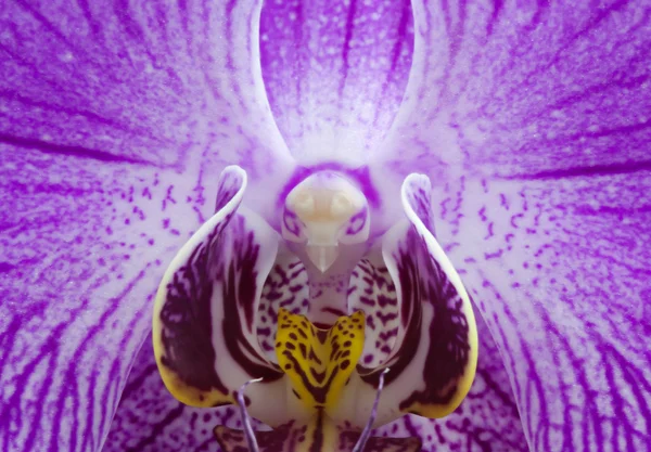Орхідеї макросу — стокове фото