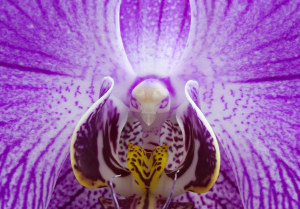 Orchideenmakro — Stockfoto