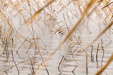 Mevsim sonbahar arka plan: kuru bitki veya reed veya sazlık bush closeup bulanık su ve dalgalar ile geometrik desen bir zemin olarak şekillendirme. Duvar kağıdı olarak kullanılabilir.