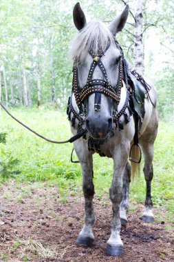 Horse saddled clipart