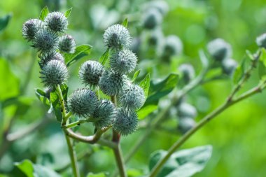 Doğal çevre mevsimlik resim: Dulavratotu (Kasıkotu) bitki closeup diğer bitkilerin yeşil arka plana sahip. Bir arka plan veya duvar kağıdı olarak kullanılabilir.