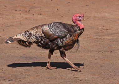 Türkiye'de horoz
