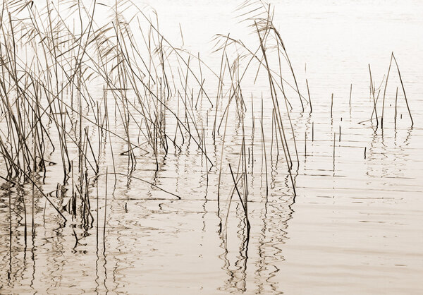 Abstract seasonal autumn nature background: dry plant or reed or reeds bush forming a nice geometric pattern combined with water reflections. Can be used as a wallpaper or a postcard.