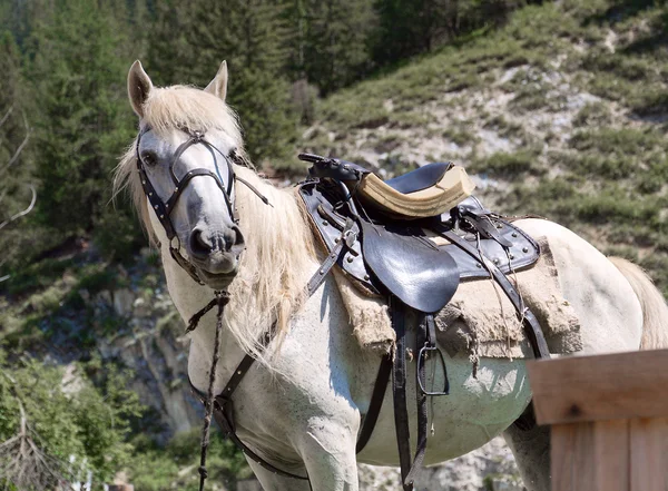 White horse saddled — Stock Photo, Image