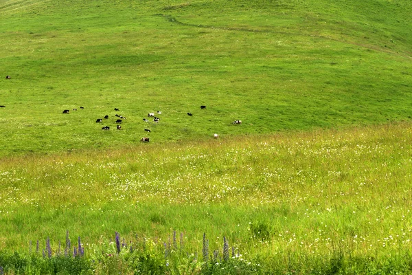 Paisagem rural vacas em pastoreio — Fotografia de Stock