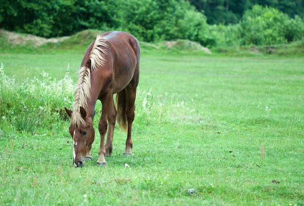 Grazing horse — Stock Photo, Image