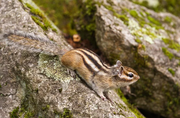 Mókus (tamias sibiricus) — Stock Fotó