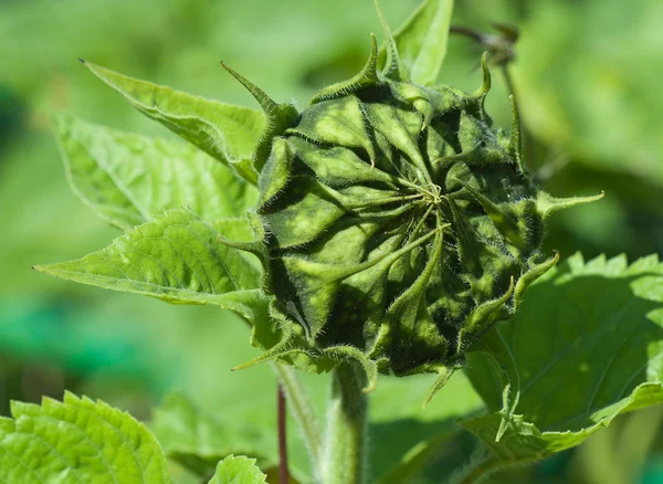 Napraforgó bud — Stock Fotó