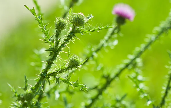 Természetes Környezeti Szezonális Tavaszi Kép Thistle Növények Vértes Zöld Háttérrel — Stock Fotó