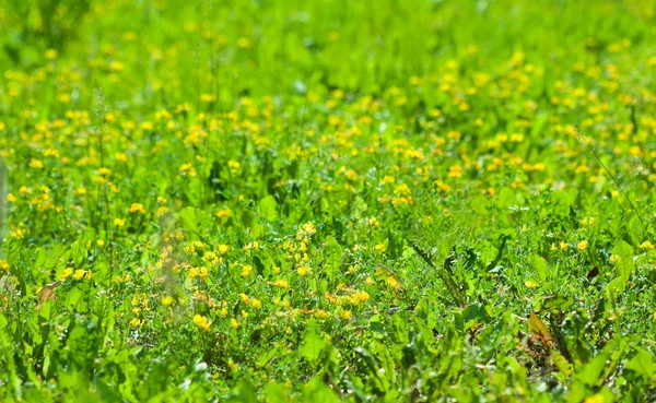 環境自然抽象 Backghround 緑の草原草 種類と黄色い花の植物 壁紙として使用することができます — ストック写真