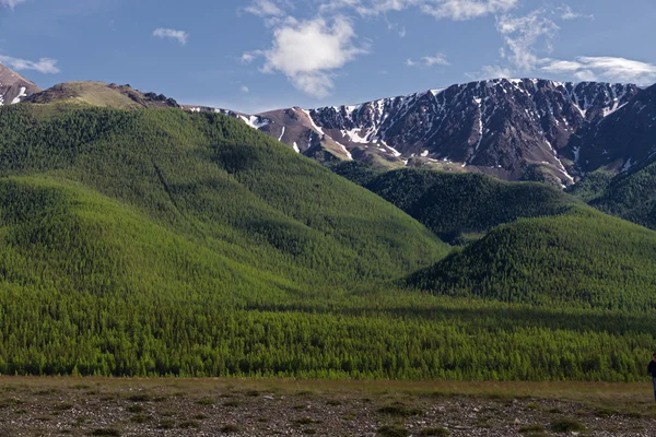 Mountains forest — Stock Photo, Image