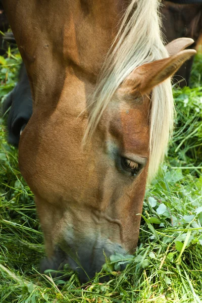 Horse grazing — Stock Photo, Image