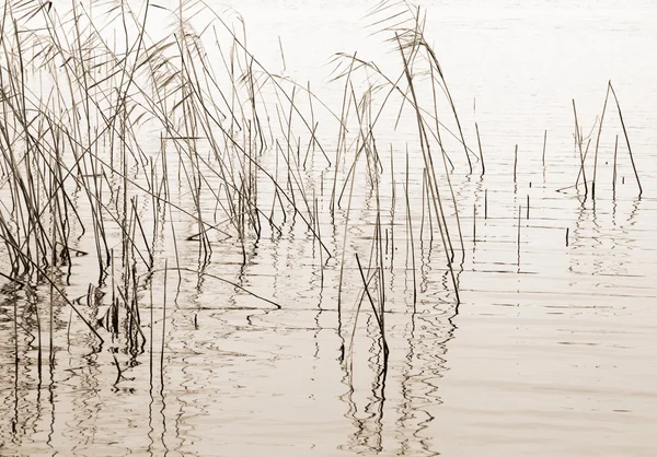 Mevsim Sonbahar Doğa Arka Plan Kuru Bitki Veya Reed Güzel Telifsiz Stok Fotoğraflar