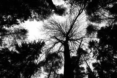 Doğal desen arka plan: siyah ağaç gövdeleri ve dalları (siluetleri) bir zemin olarak ışık frey gökyüzü ile perspektif. Duvar kağıdı olarak kullanılabilir.