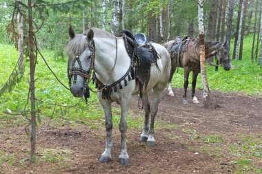 Saddled horses clipart