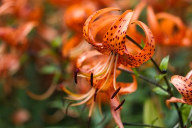 Bir bahçe Tiger zambaklar. Lilyum lancifolium (eşanlamlı L. tigrinum) turuncu lily çiçek hangi birkaç türün genel adı Tiger Lily uygulanır biridir. Bir duvar kağıdı ya da arka plan olarak kullanılabilir.