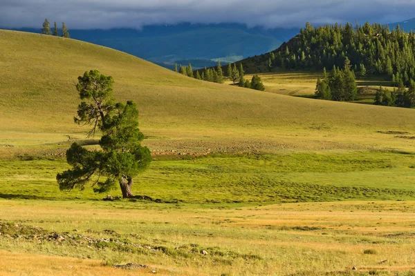 Steppe mountains tree — Stock Photo, Image