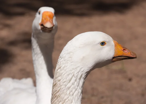 White gooses — Stock Photo, Image